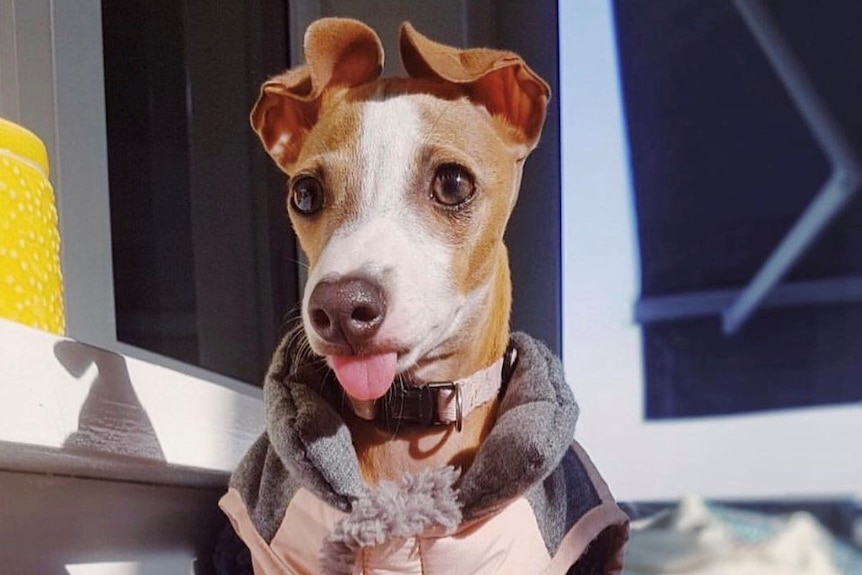 Lucia looks to the left of the shot. Her tongue is hanging out and she is wearing a vest.