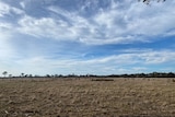 looking across a a parched paddock towards the horizon 