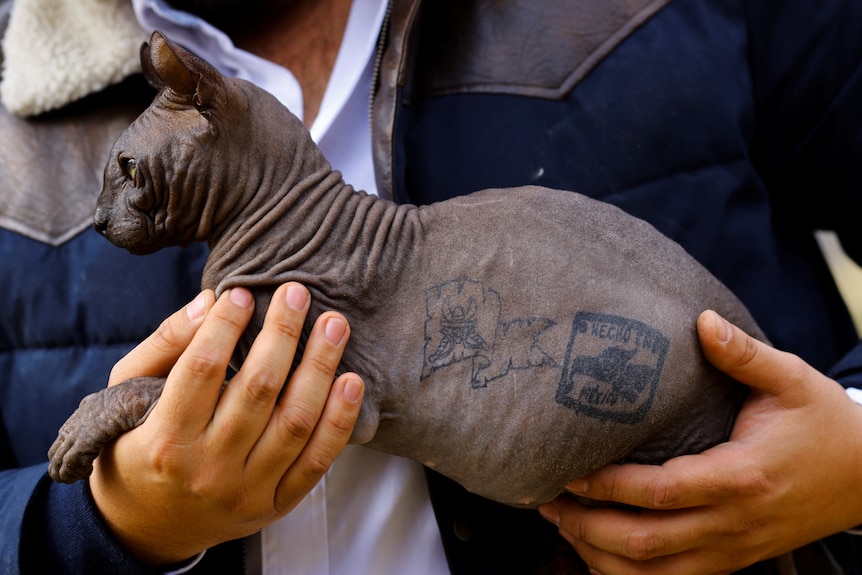 A hairless, grey cat being held in a pair of human hands has two tattoos on its side, one shaped like a flag.