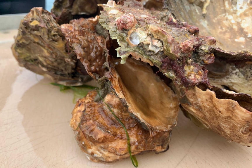 Several oyster shells in a pile.