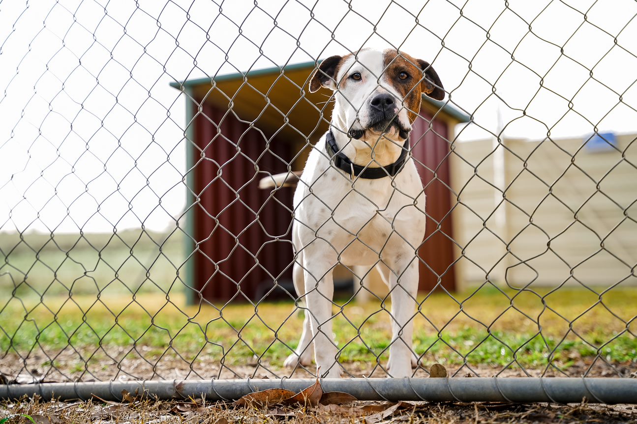 How Much Does It Cost To Surrender A Dog To The Rspca