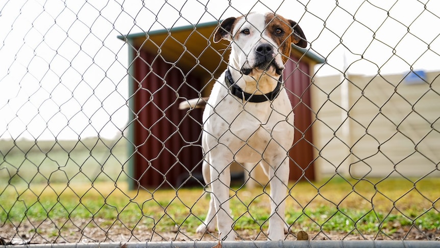 Close up of dog behind fence with a shelter in the background