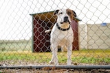 Close up of dog behind fence with a shelter in the background
