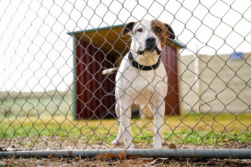 Close up of dog behind fence with a shelter in the background