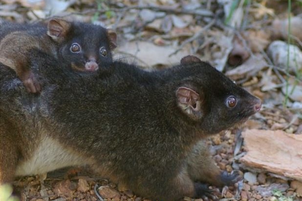 A mother possum with a baby possum on its back, it's daylight