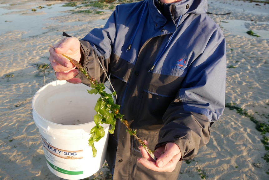 someone holding a bucket containing seaweed on a beach.