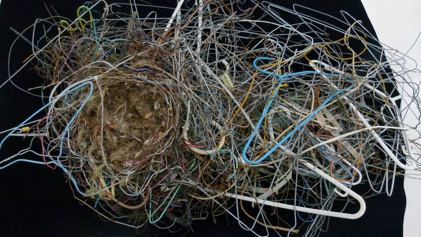 One in three bird nests include manmade debris, ecology study
