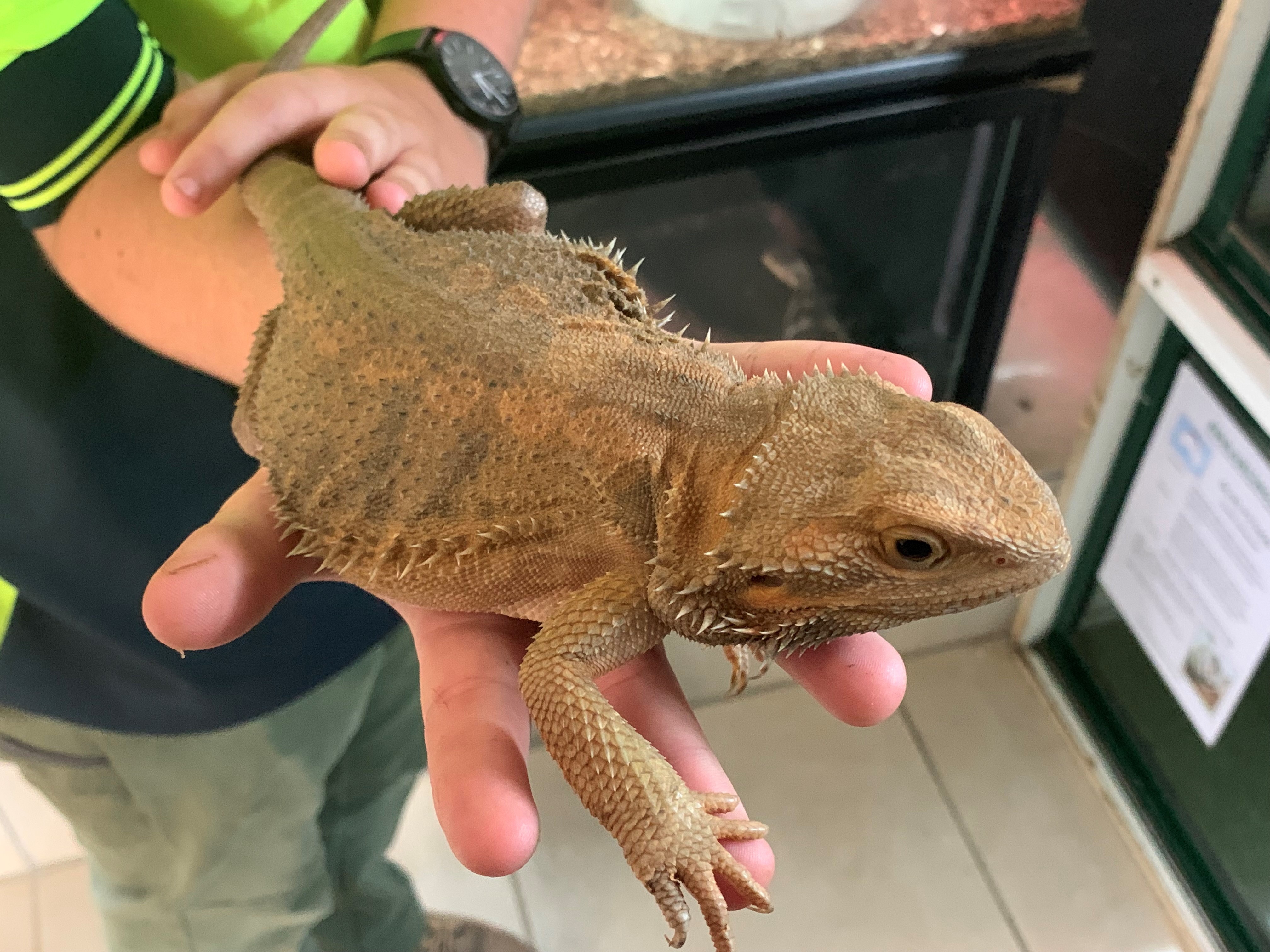A brown and tan-coloured lizard with small spikes along its sides and around its head, sitting on a woman's hand.
