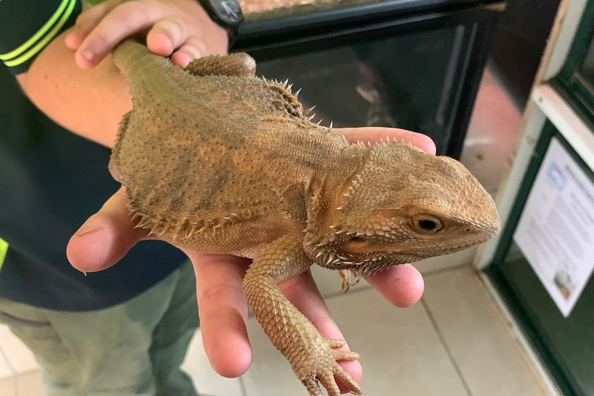 A brown and tan-coloured lizard with small spikes along its sides and around its head, sitting on a woman's hand.