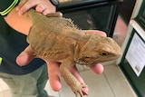 A brown and tan-coloured lizard with small spikes along its sides and around its head, sitting on a woman's hand.