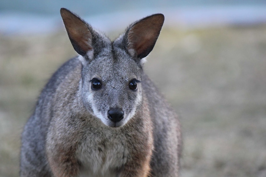 Close up of a tammar wallaby
