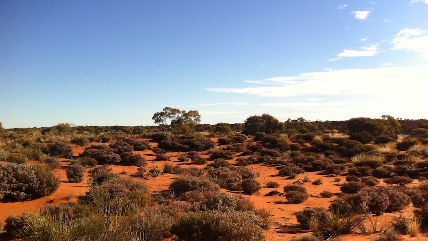 A desert landscape of red sand with several small shrubs dotting it.