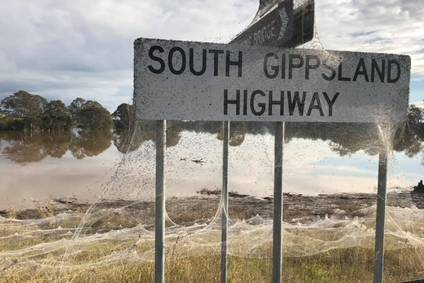 Watch: Giant Spiderwebs Blanket Australia After Flooding