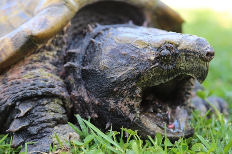 Turtles with a bite! Meet a baby Alligator Snapping Turtle