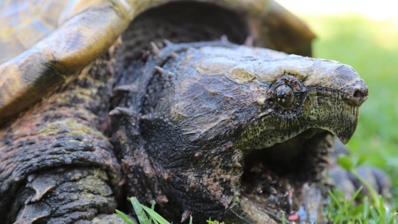 An Alligator snapping turtle with a spiny shell and its mouth open widely.