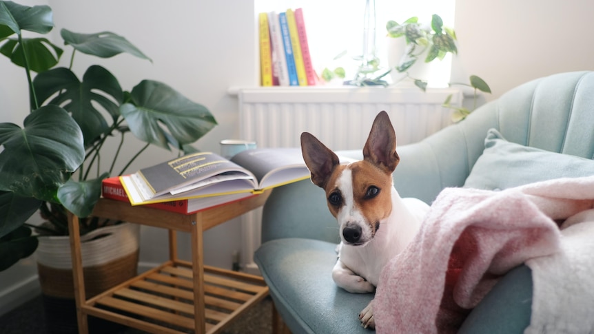 Dog lying on couch with nearby pot plant, in a story about pet-friendly plants.