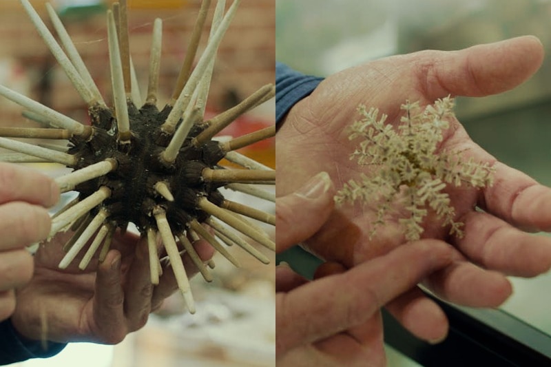 An urcin with what looks like pencils coming from it, and a snowflake-looking urchin.
