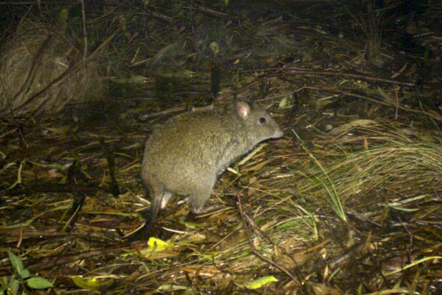 A small, brown marsupial standing on its hind legs with arms tucked into its chest like a kangaroo