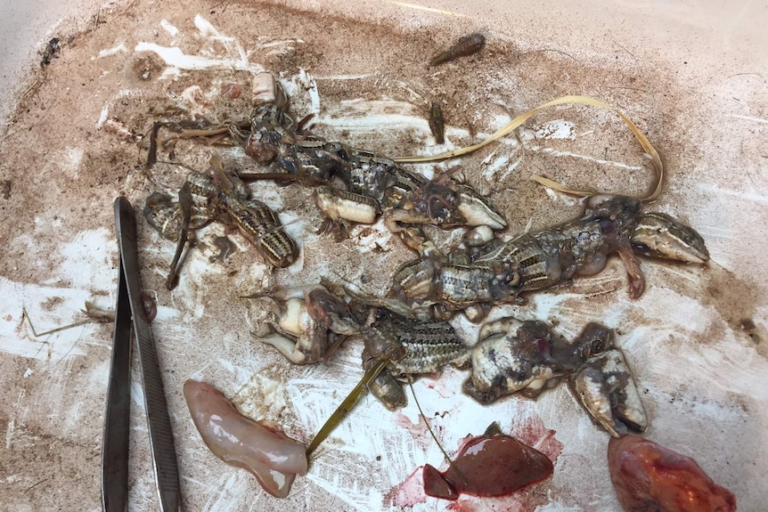 The stomach contents of a feral cat reveals three skinks which are laid out on in a tray