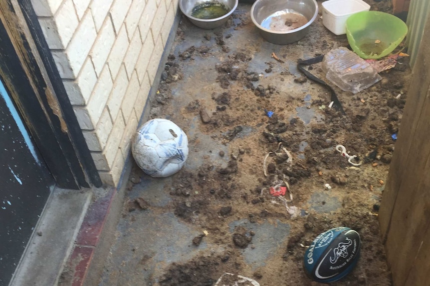 A squalid backyard at Burton in suburban Adelaide.