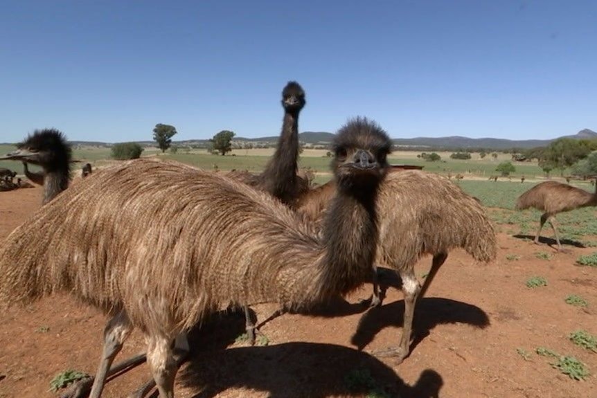 A herd of several emus in the countryside.