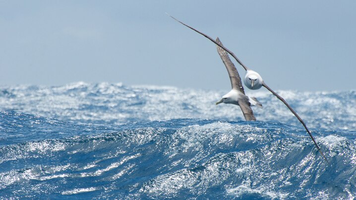Two albatross flying over waves