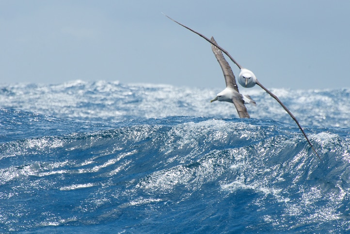 Two albatross flying over waves