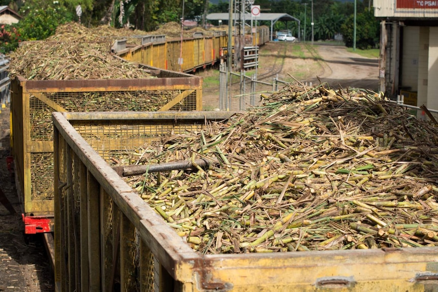 Bins full of harvested sugar cane arrive by rail at a sugar mill in Mossman, north of Cairns in far north Queensland.