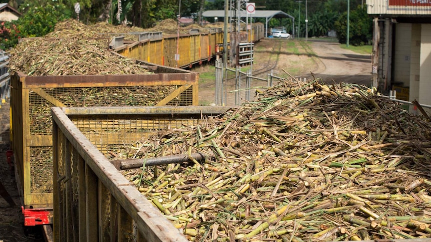 Bins full of harvested sugar cane arrive by rail at a sugar mill in Mossman, north of Cairns in far north Queensland.