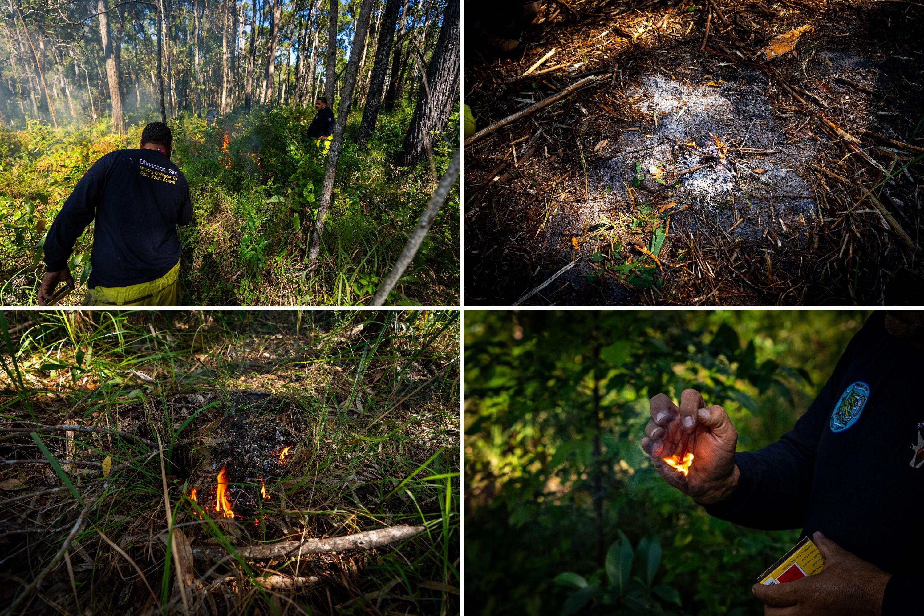 A collage of four photos showing fires of lighting fires in a forest for hazard reduction. 