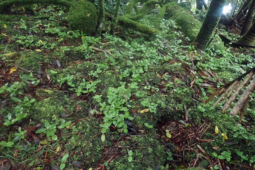 Green seedlings on the floor of a wet mossy forest.