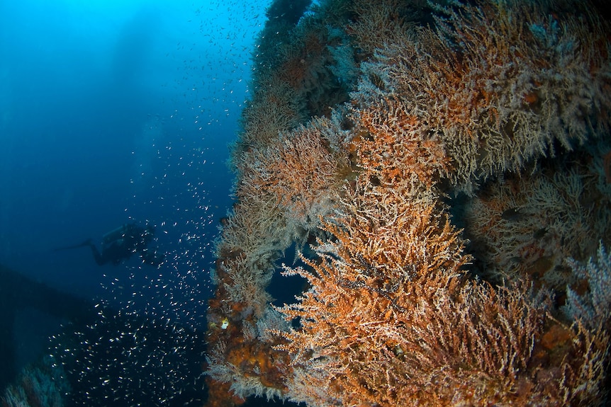 A scuba diver in the distance explores an oil rig covered in coral.