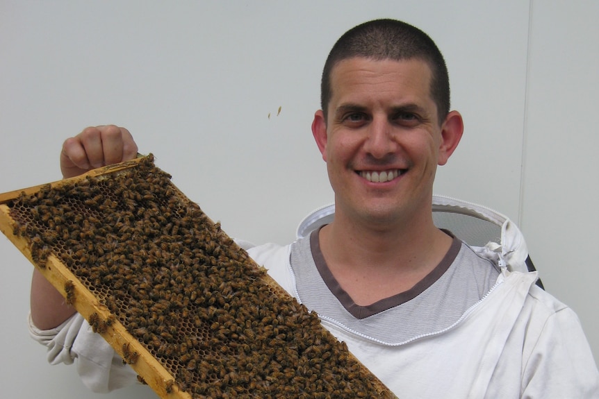 A man holds a beehive frame which is covered in honeybees. He's in a white protective suit but his hands and face are exposed.