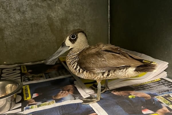 A brown duck standing on newspaper next to a water bowl