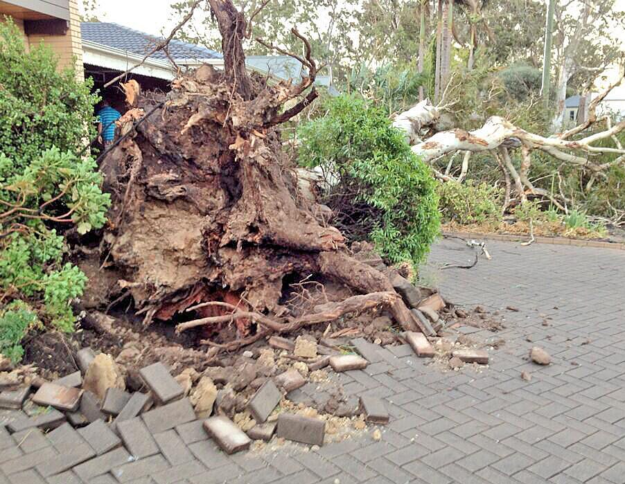 Hydroponic drug crop exposed when tree falls onto house during strong ...
