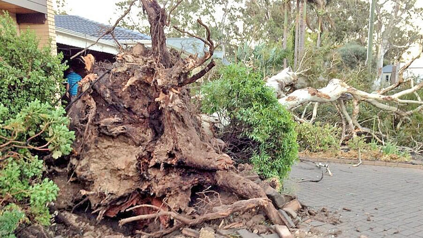 A large gum tree crashed down at a property at Wattle Park in Adelaide during high winds, which left widespread damage.