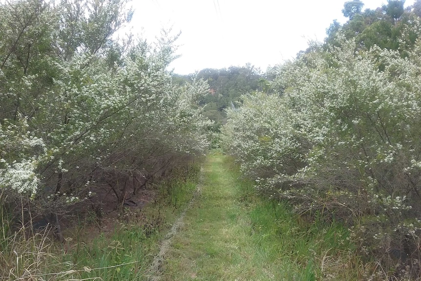 Looking in between the rows of flowering leptospermum bushes.