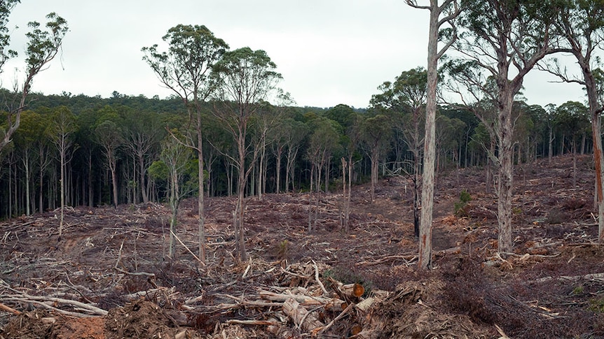 Section of logged forest near Bendoc in East Gippsland