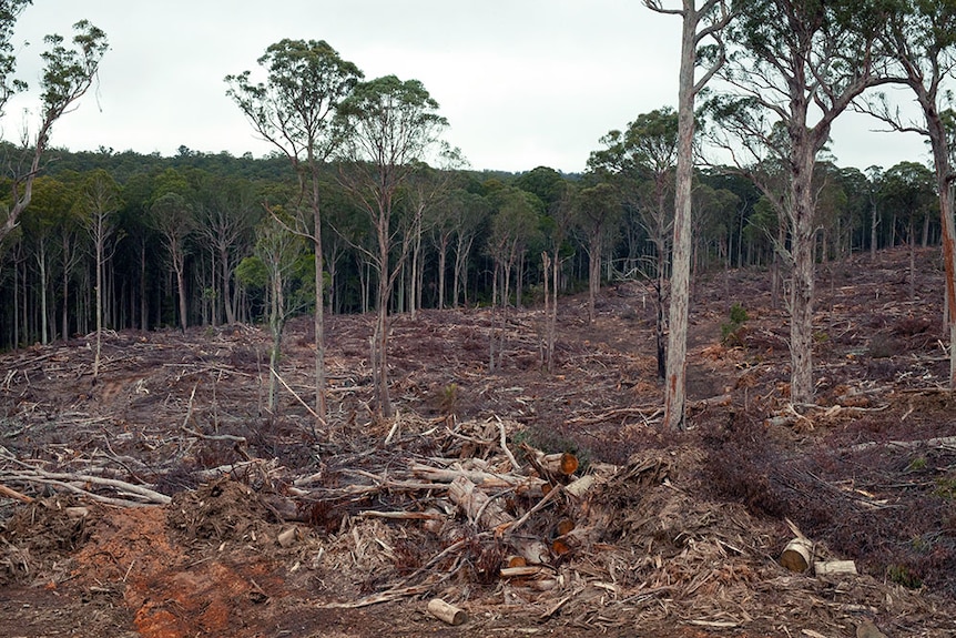 Section of logged forest near Bendoc in East Gippsland