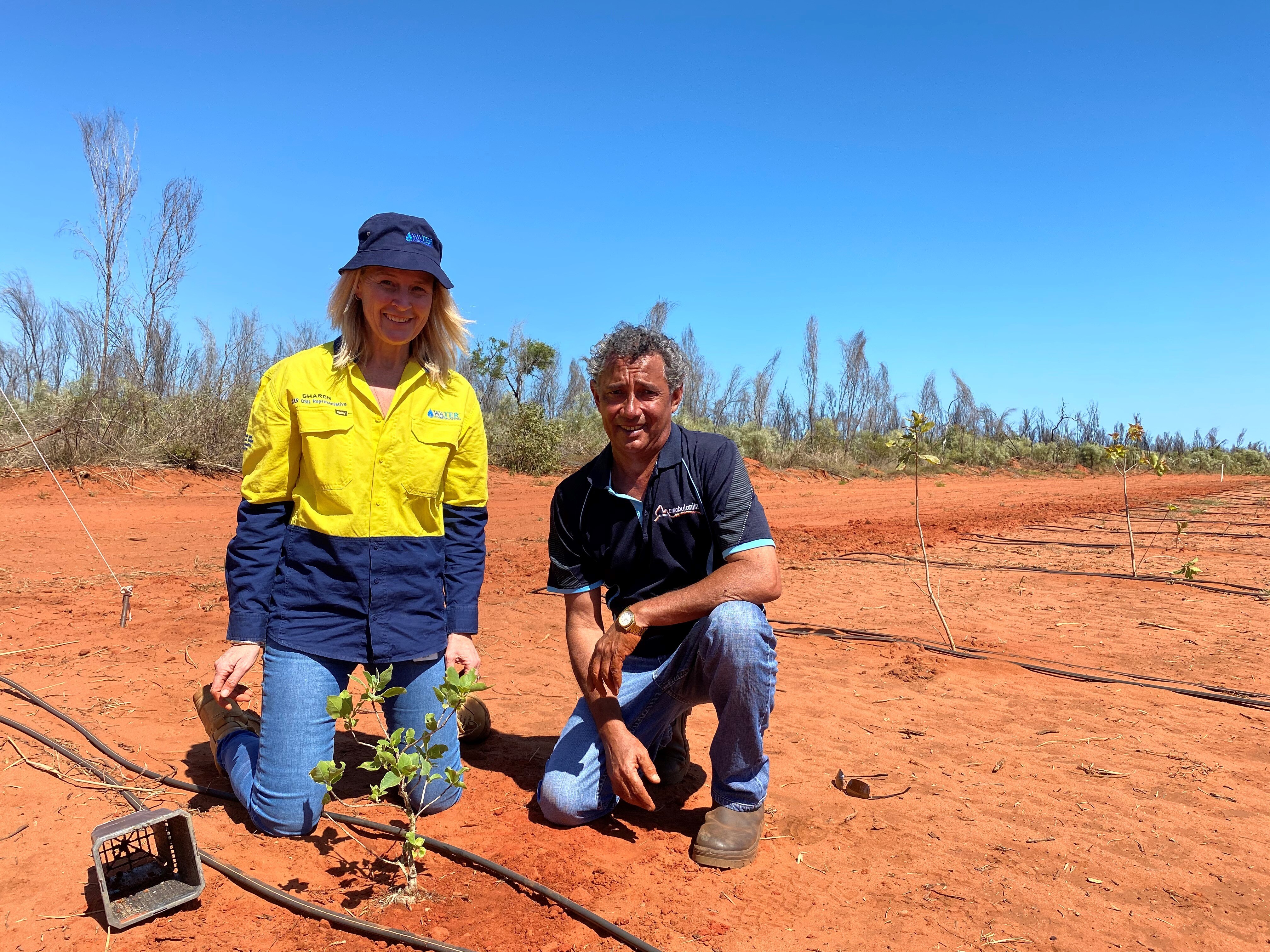 Why superfruits could see this red dirt field in Broome deliver an annual, 5m crop within years