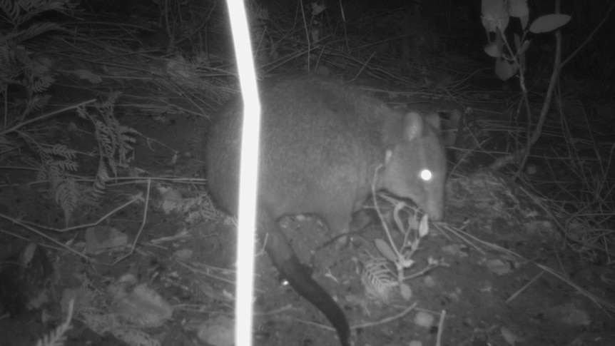 a small rat looking mammal caught on a camera in black and white