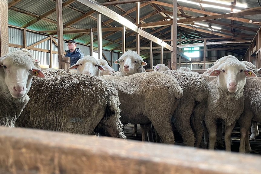 A small flock of sheep in a pen 