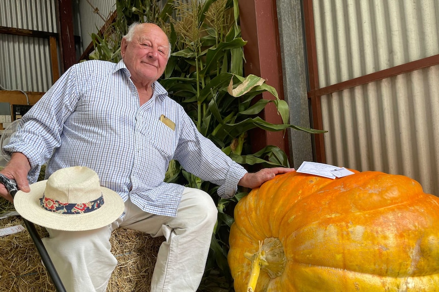 An elderly man with his entry into the giant pumpkin competition