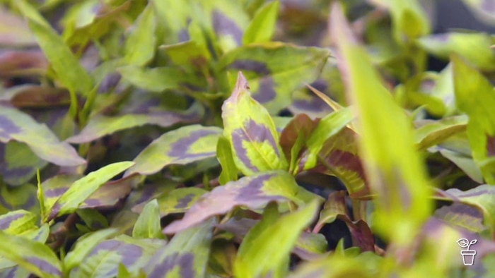 Close up image of Vietnamese Mint leaves