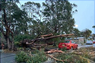 A tree over the road at Mount Nelson