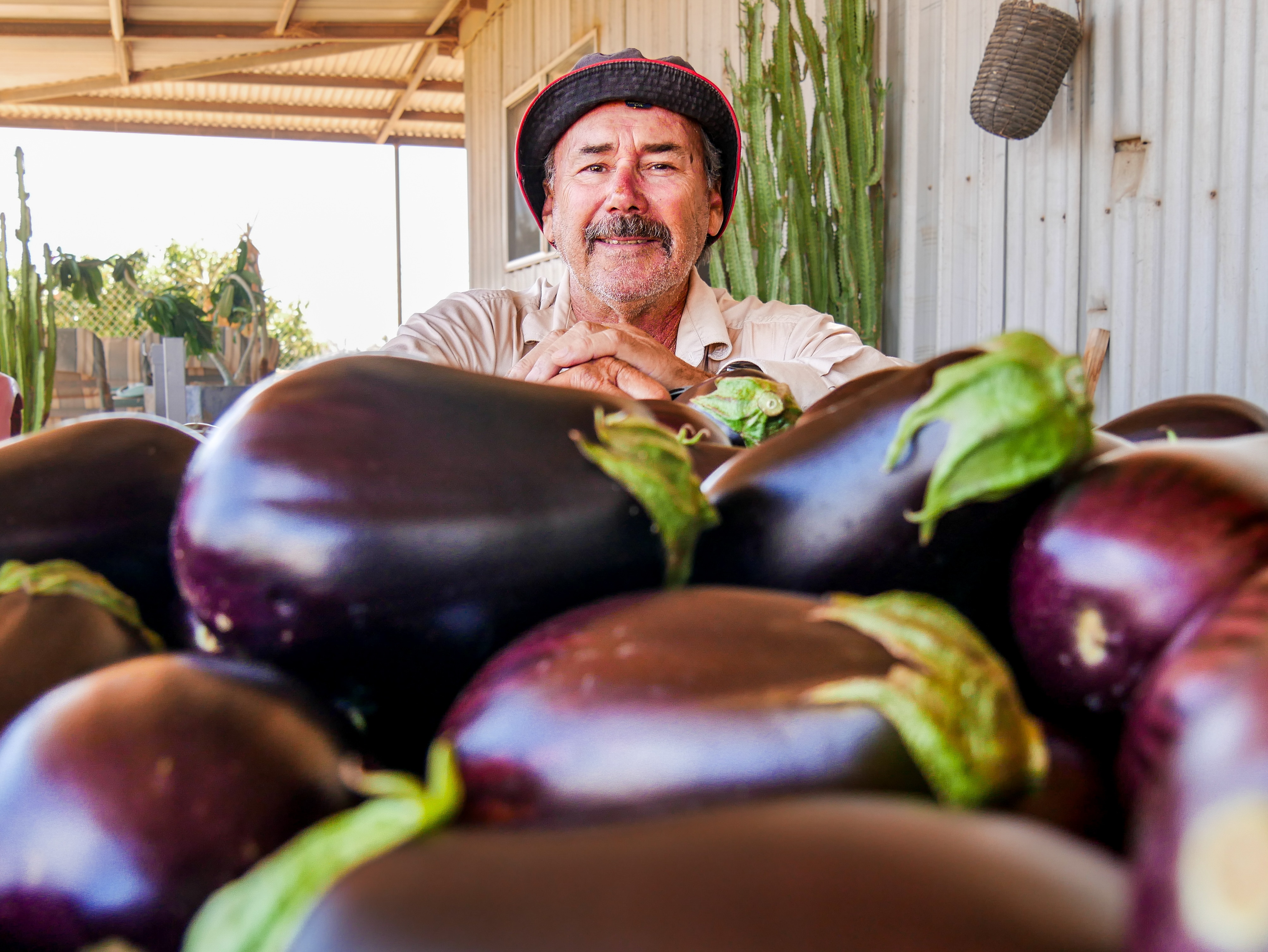 El productor de Carnarvon, Phil Frzop, está sentado detrás de una caja de berenjenas.