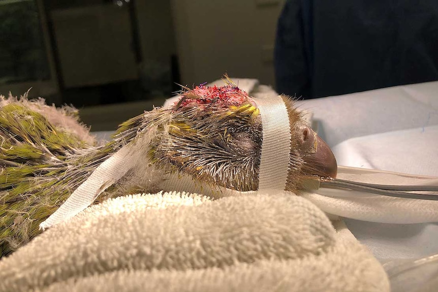 A parrot chick has a tube going into its mouth and its head is held down by ribbons.