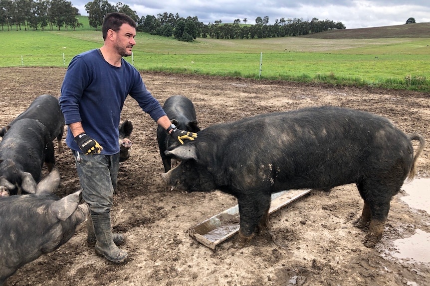 A man in a blue shirt pats a large black pig on the head in a muddy paddock.