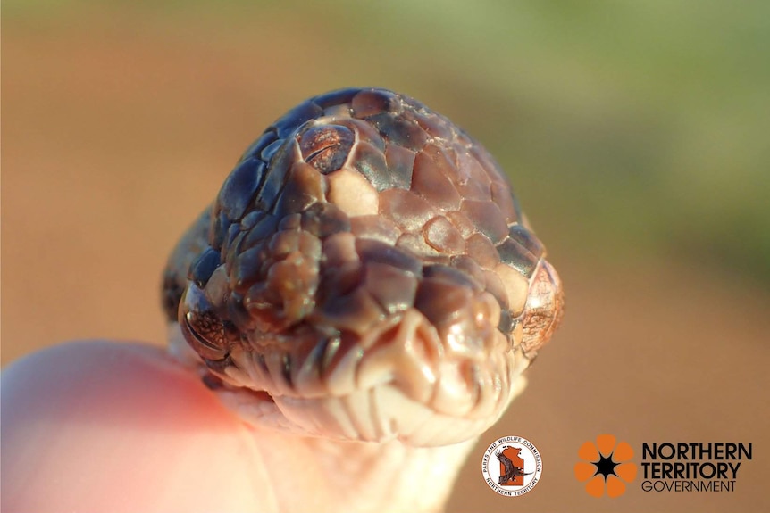 A close up view of a small snake's head with a third eye in the centre of its skull