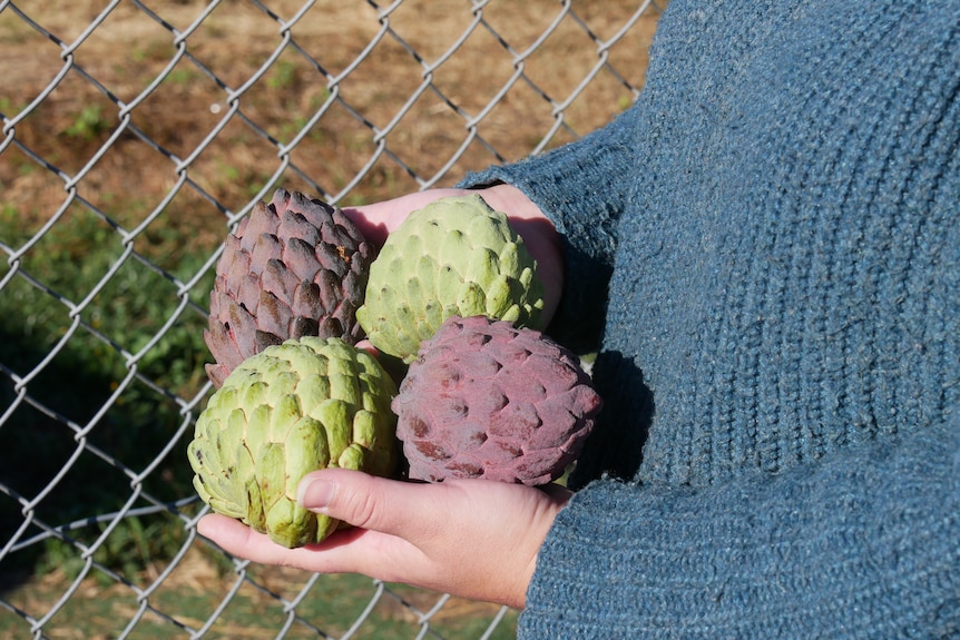 woman stands in front of fence holding four custard apples. 